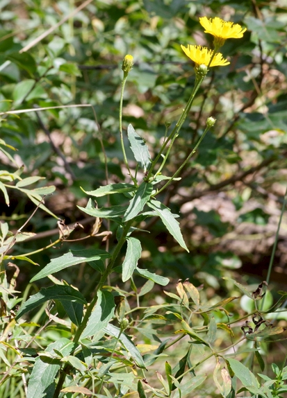 Pflanzenbild gross Doldiges Habichtskraut - Hieracium umbellatum aggr.