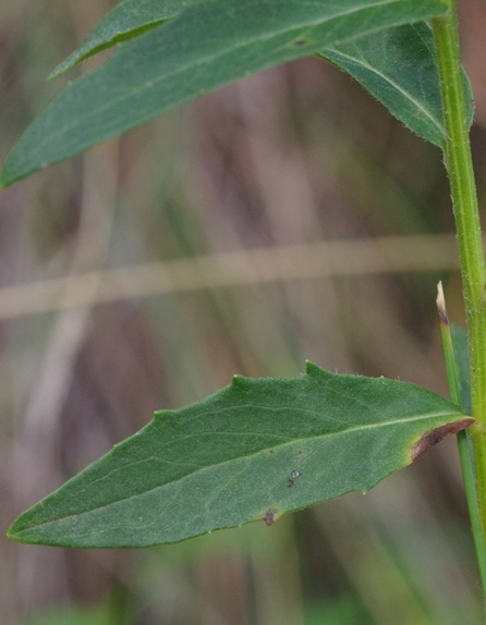 Pflanzenbild gross Doldiges Habichtskraut - Hieracium umbellatum aggr.