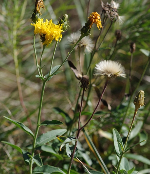 Pflanzenbild gross Doldiges Habichtskraut - Hieracium umbellatum aggr.