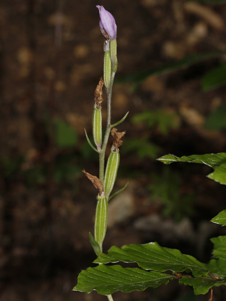 Pflanzenbild gross Rotes Waldvögelein - Cephalanthera rubra