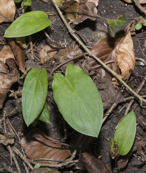 Pflanzenbild gross Gemeiner Aronstab - Arum maculatum