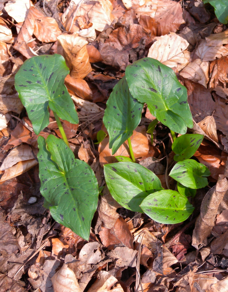 Pflanzenbild gross Gemeiner Aronstab - Arum maculatum