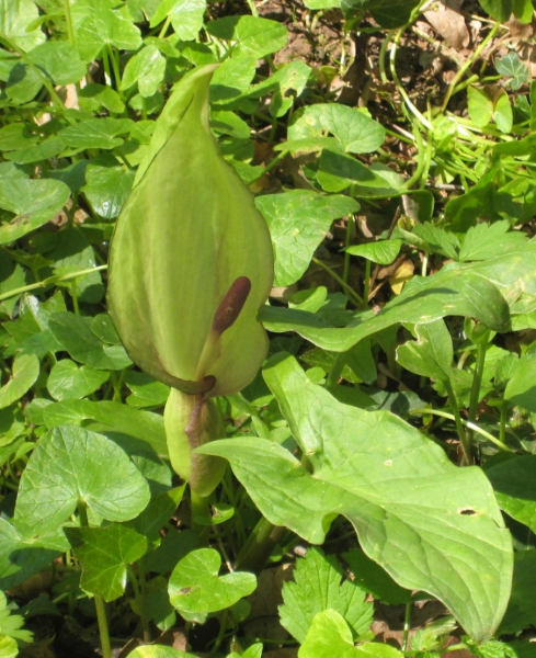 Pflanzenbild gross Gemeiner Aronstab - Arum maculatum
