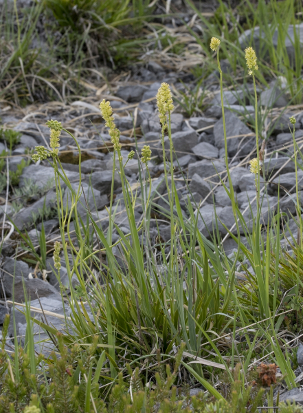 Pflanzenbild gross Kelch-Simsenlilie - Tofieldia calyculata
