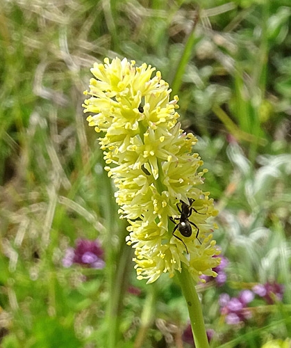 Pflanzenbild gross Kelch-Simsenlilie - Tofieldia calyculata