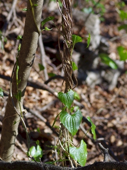 Pflanzenbild gross Schmerwurz - Tamus communis