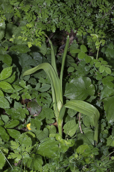Pflanzenbild gross Herbst-Zeitlose - Colchicum autumnale