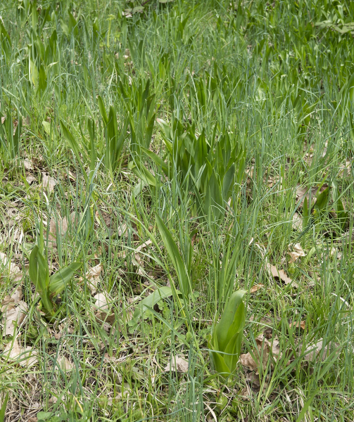 Pflanzenbild gross Herbst-Zeitlose - Colchicum autumnale