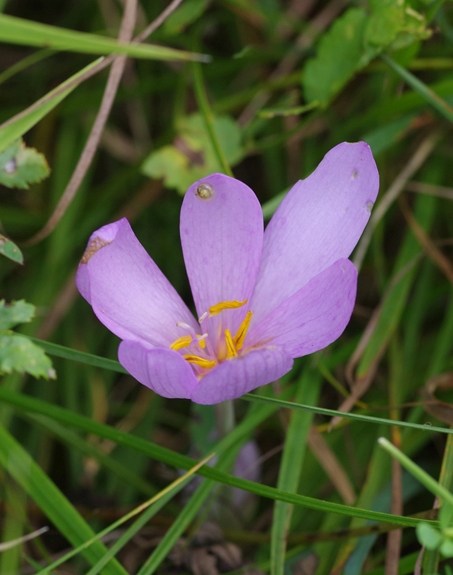 Pflanzenbild gross Herbst-Zeitlose - Colchicum autumnale
