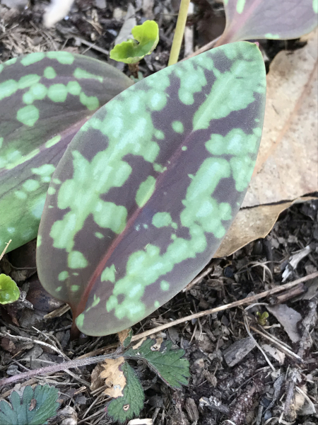 Pflanzenbild gross Hundszahnlilie - Erythronium dens-canis