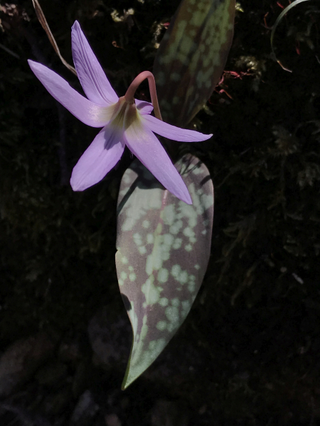 Pflanzenbild gross Hundszahnlilie - Erythronium dens-canis