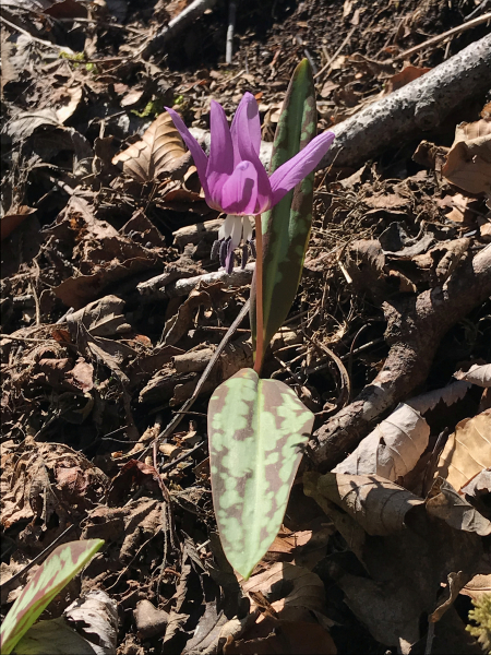 Pflanzenbild gross Hundszahnlilie - Erythronium dens-canis