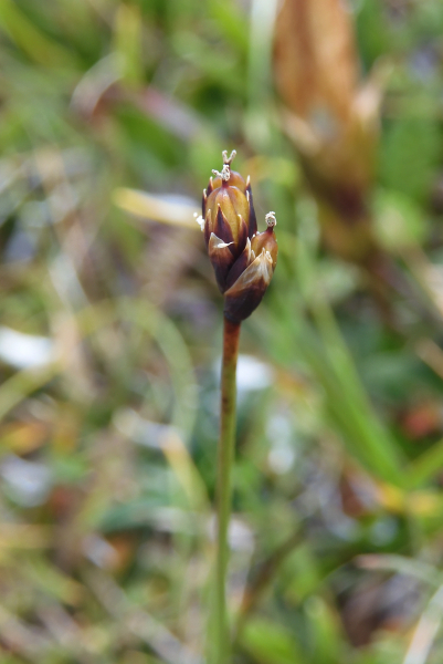 Pflanzenbild gross Faltenlilie - Lloydia serotina