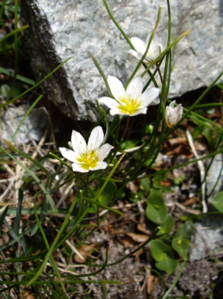 Pflanzenbild gross Faltenlilie - Lloydia serotina