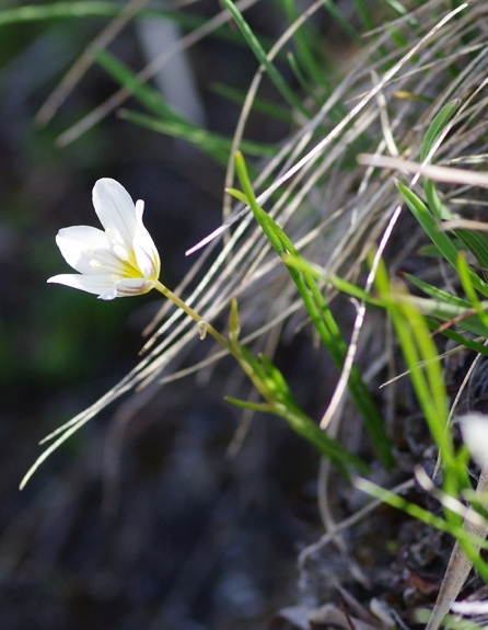Pflanzenbild gross Faltenlilie - Lloydia serotina