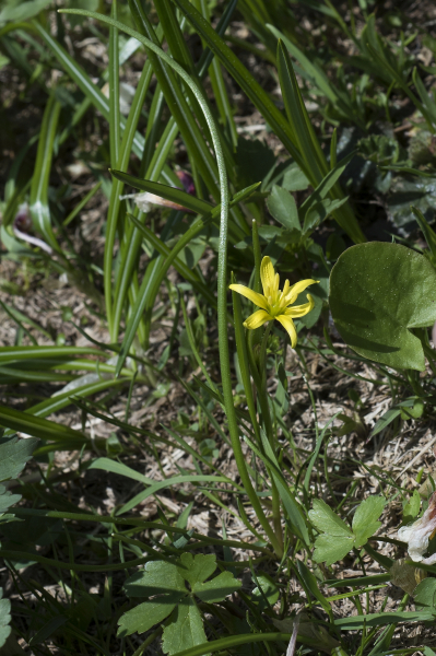 Pflanzenbild gross Röhriger Gelbstern - Gagea fragifera