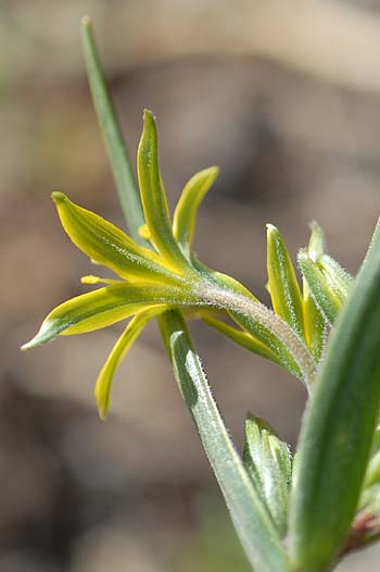 Pflanzenbild gross Röhriger Gelbstern - Gagea fragifera