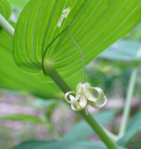 Pflanzenbild gross Knotenfuss - Streptopus amplexifolius