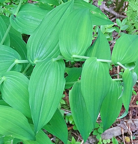 Pflanzenbild gross Knotenfuss - Streptopus amplexifolius