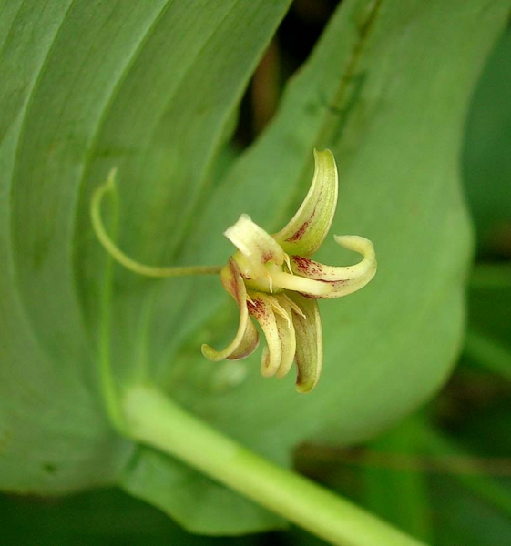 Pflanzenbild gross Knotenfuss - Streptopus amplexifolius