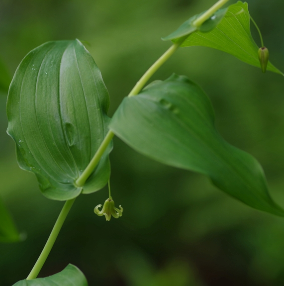 Pflanzenbild gross Knotenfuss - Streptopus amplexifolius