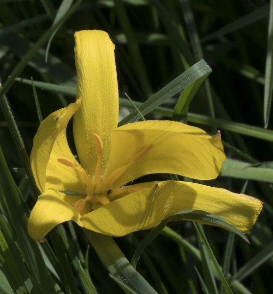 Pflanzenbild gross Weinberg-Tulpe - Tulipa sylvestris