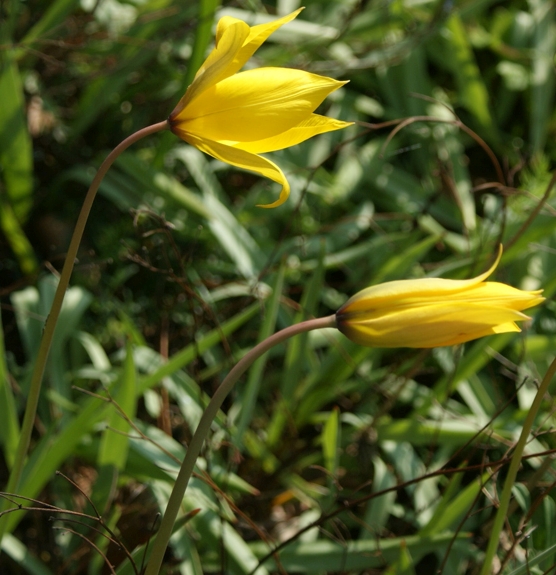 Pflanzenbild gross Weinberg-Tulpe - Tulipa sylvestris