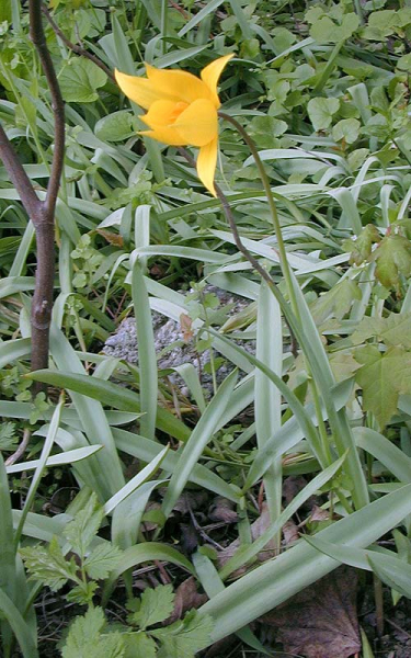 Pflanzenbild gross Weinberg-Tulpe - Tulipa sylvestris