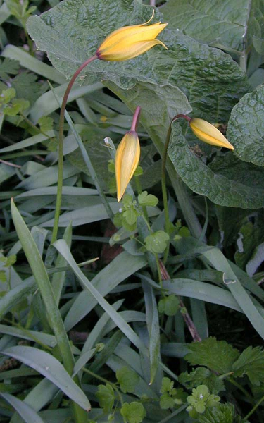 Pflanzenbild gross Weinberg-Tulpe - Tulipa sylvestris