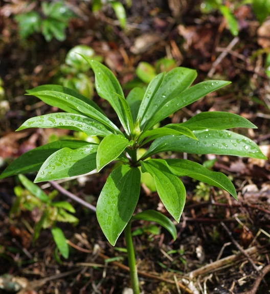 Pflanzenbild gross Türkenbund - Lilium martagon