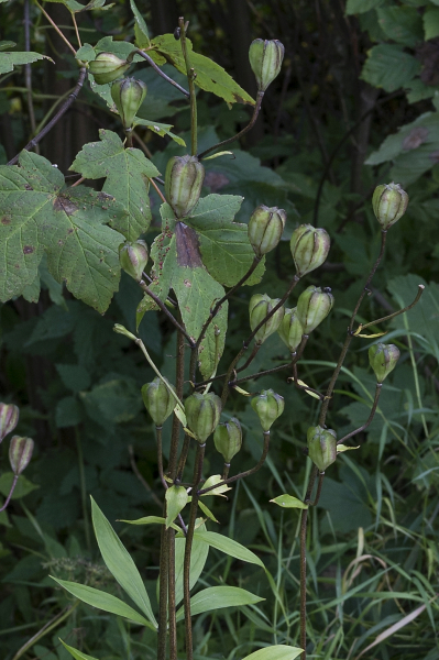Pflanzenbild gross Türkenbund - Lilium martagon