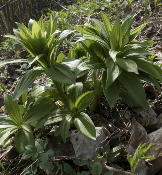 Pflanzenbild gross Türkenbund - Lilium martagon