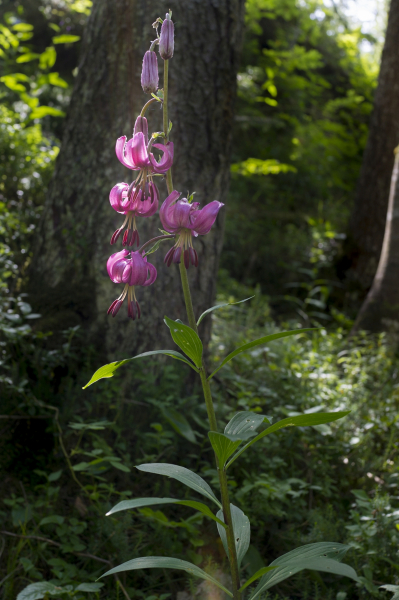 Pflanzenbild gross Türkenbund - Lilium martagon