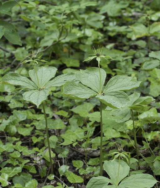 Pflanzenbild gross Vierblättrige Einbeere - Paris quadrifolia