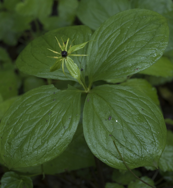 Pflanzenbild gross Vierblättrige Einbeere - Paris quadrifolia
