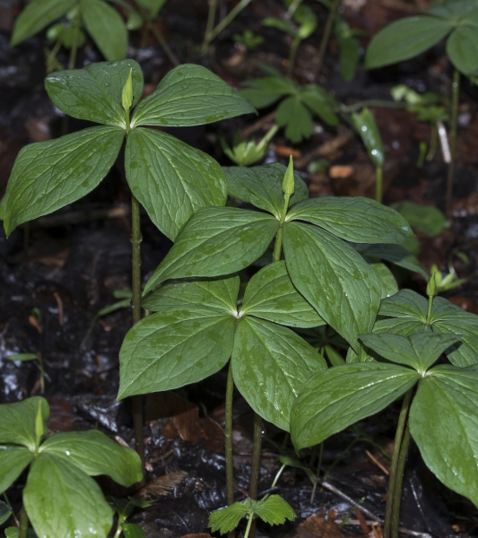 Pflanzenbild gross Vierblättrige Einbeere - Paris quadrifolia