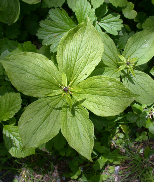 Pflanzenbild gross Vierblättrige Einbeere - Paris quadrifolia
