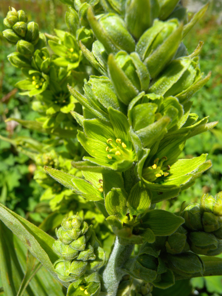 Pflanzenbild gross Gemeiner Germer - Veratrum album