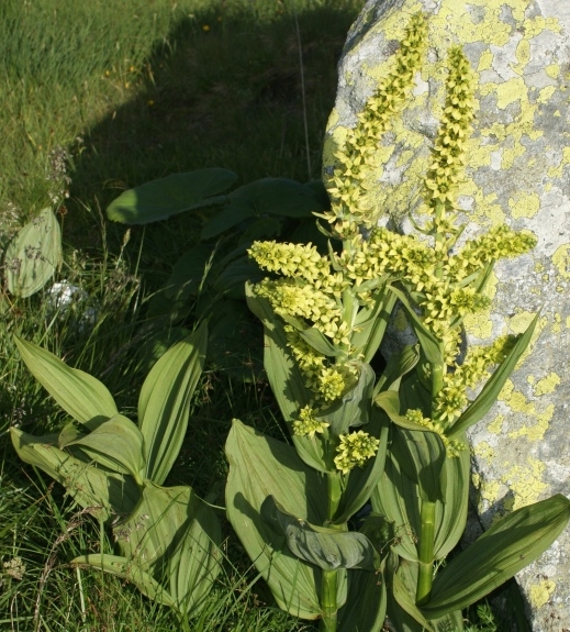 Pflanzenbild gross Gemeiner Germer - Veratrum album