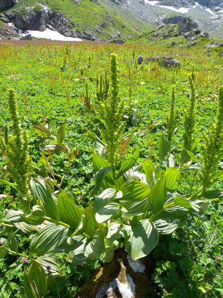 Pflanzenbild gross Gemeiner Germer - Veratrum album