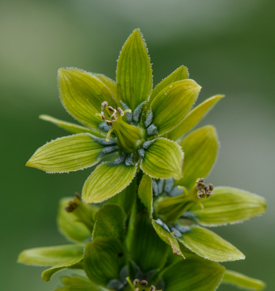 Pflanzenbild gross Gemeiner Germer - Veratrum album