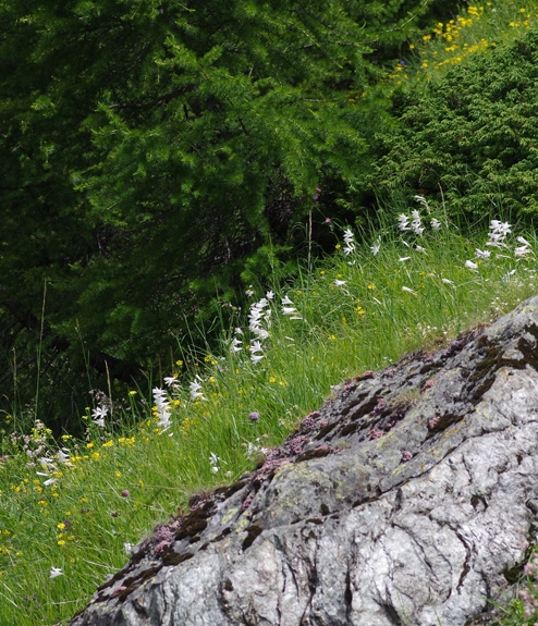 Pflanzenbild gross Weisse Trichterlilie - Paradisea liliastrum