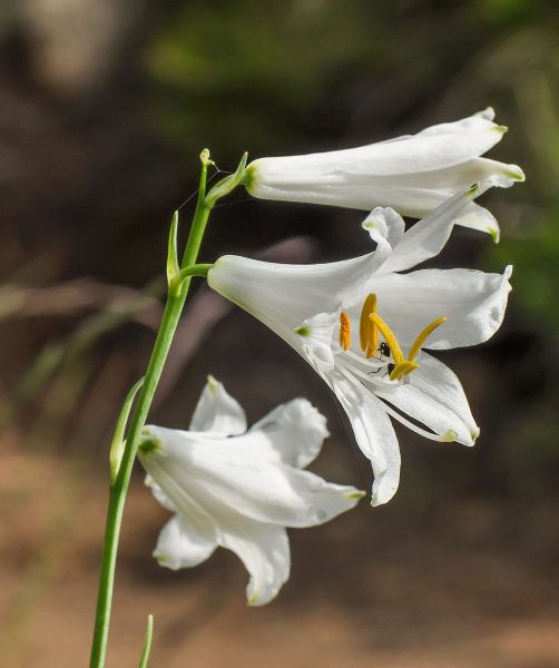 Pflanzenbild gross Weisse Trichterlilie - Paradisea liliastrum