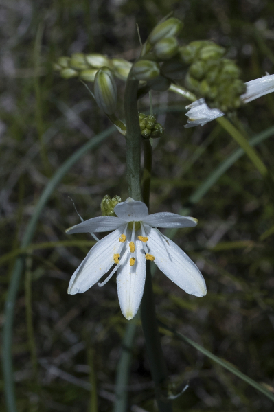 Pflanzenbild gross Astlose Graslilie - Anthericum liliago