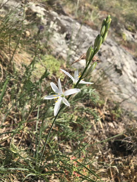 Pflanzenbild gross Astlose Graslilie - Anthericum liliago