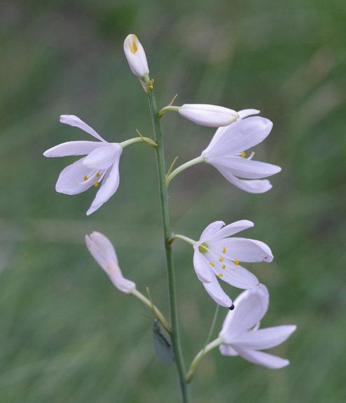 Pflanzenbild gross Astlose Graslilie - Anthericum liliago