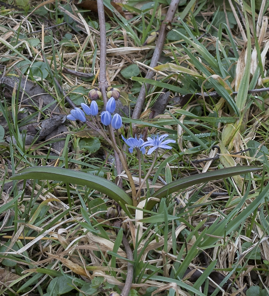 Pflanzenbild gross Zweiblättriger Blaustern - Scilla bifolia