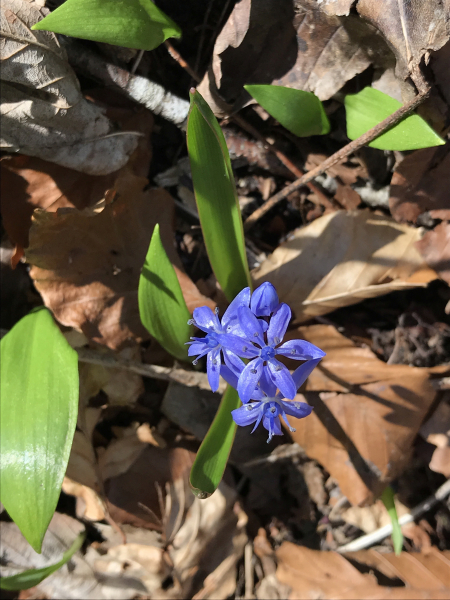 Pflanzenbild gross Zweiblättriger Blaustern - Scilla bifolia