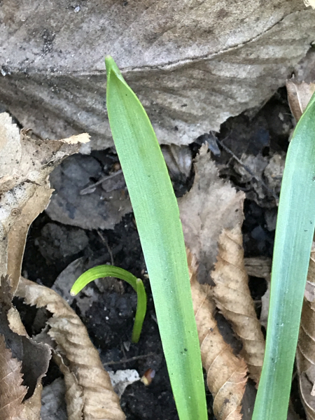 Pflanzenbild gross Zweiblättriger Blaustern - Scilla bifolia