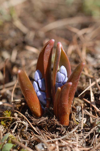 Pflanzenbild gross Zweiblättriger Blaustern - Scilla bifolia